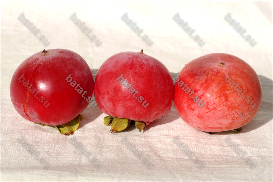 Плоды хурмы Никитская Бордовая.