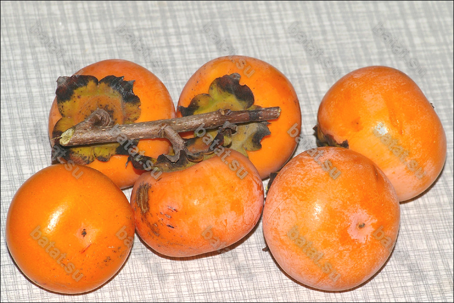 Плоды хурмы Россиянка.