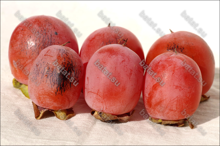 Плоды хурмы Сосновская.