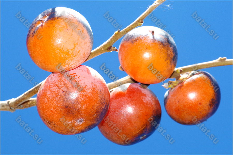 Плоды хурмы Божий Дар.