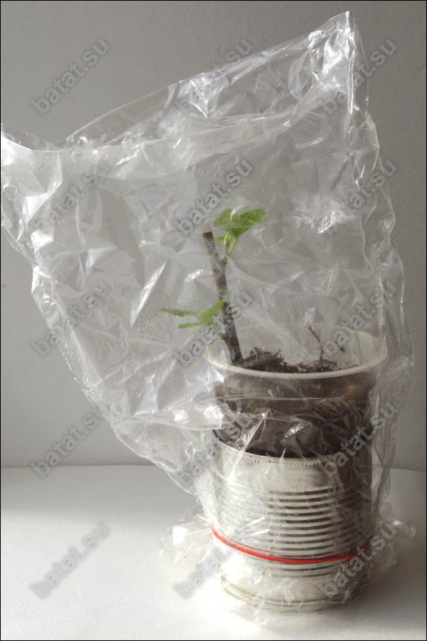 Укореняющийся черенок инжира