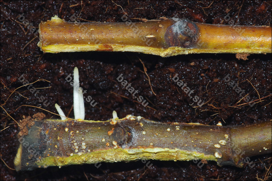 Корни на черенке инжира