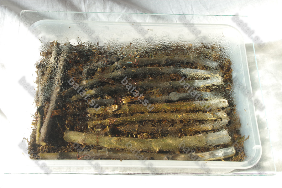 Лоток с черенками инжира