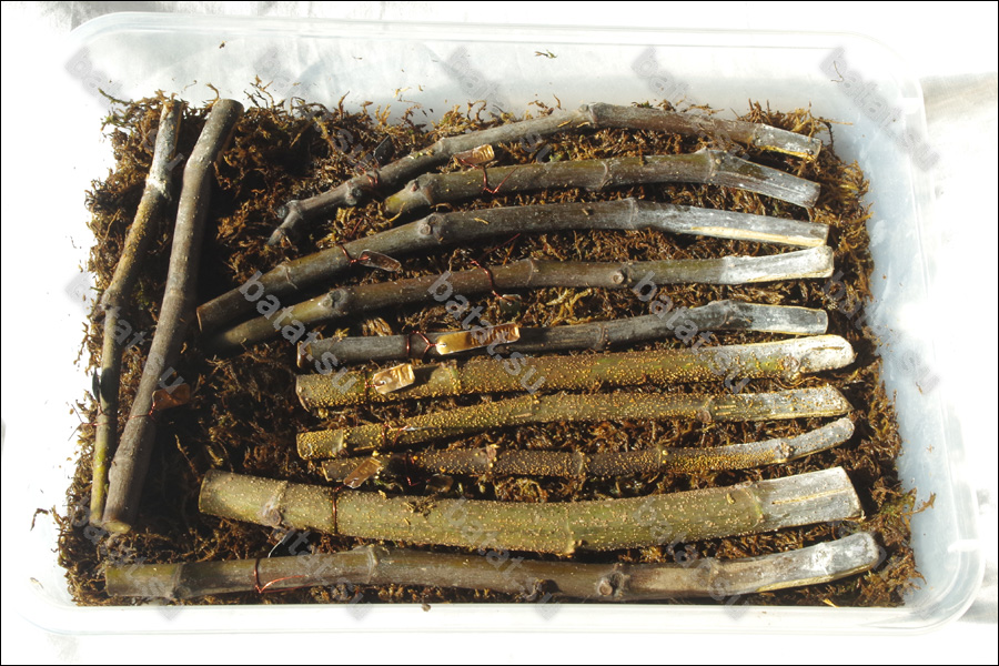 Черенки инжира на окоренении