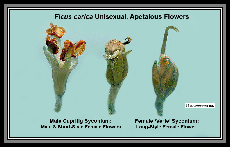 Плоды виргинской хурмы Мидер.