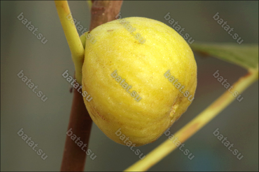 Blanche, зрелый плод.