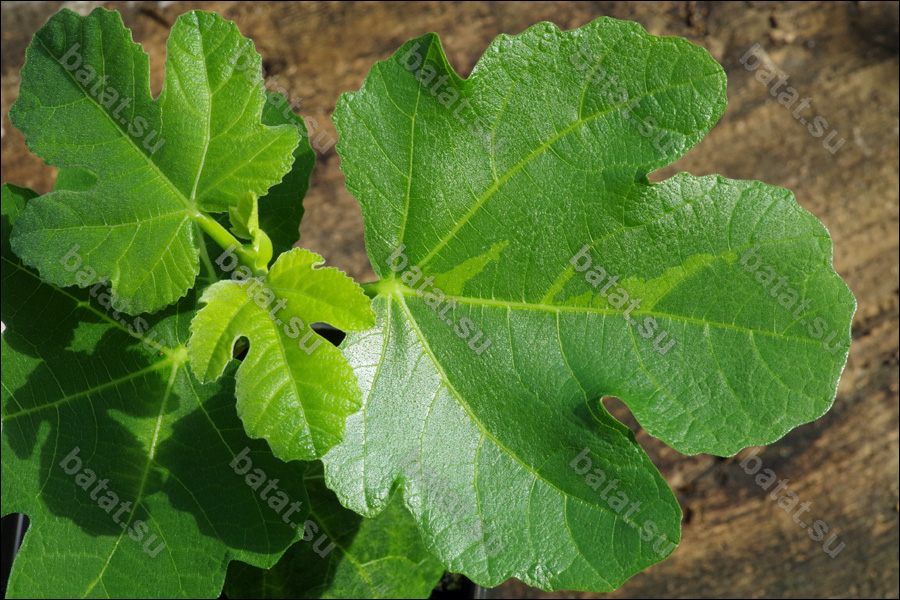 Bordissot Negra Rimada, молодой побег.
