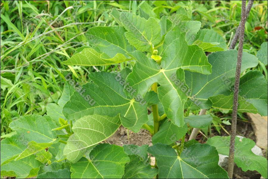 Bordissot Negra Rimada, молодой побег.