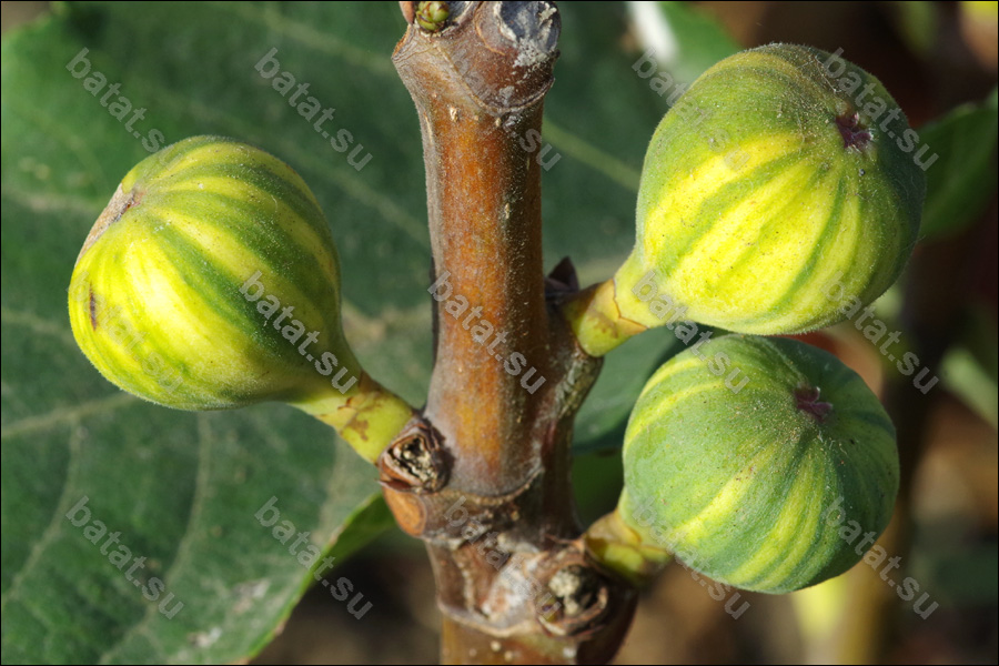 Bordissot Negra Rimada, незрелые плоды.