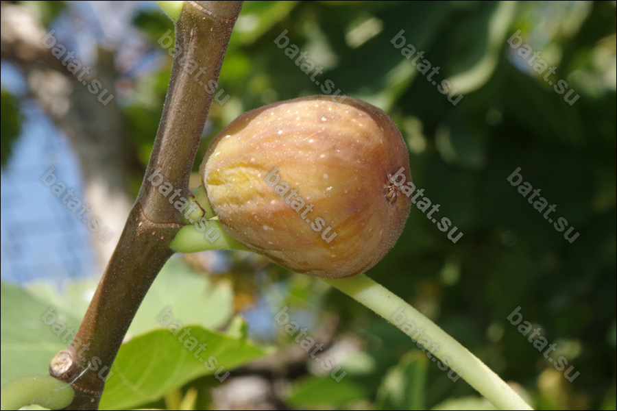 Brunswick, плод на ветке.