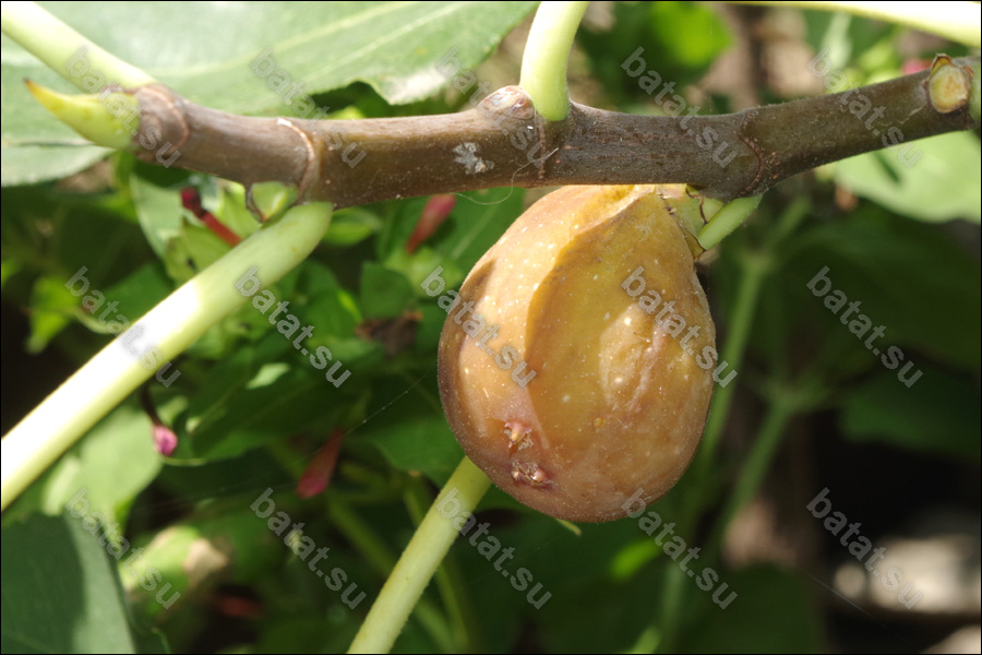 Brunswick, плод на ветке.