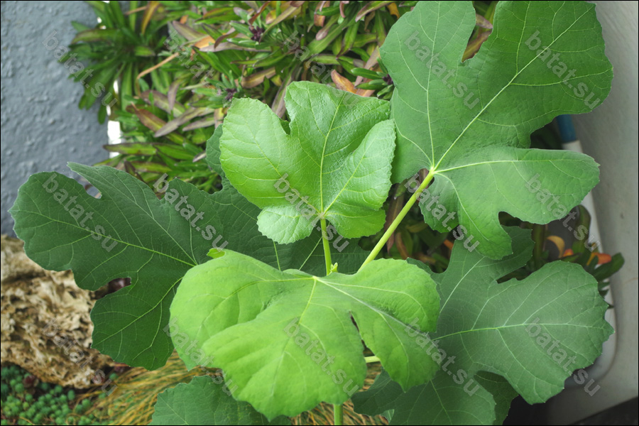 Campaniere, молодой побег.