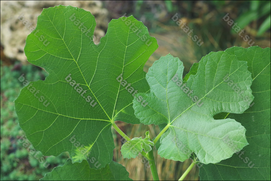 Campaniere, листья.