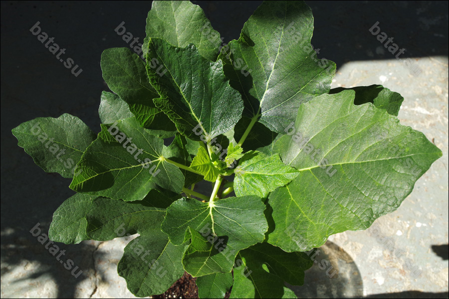 Coll de Dama Rimada, молодой побег.