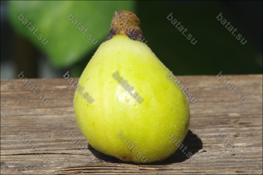 Cordelia, зрелый плод.