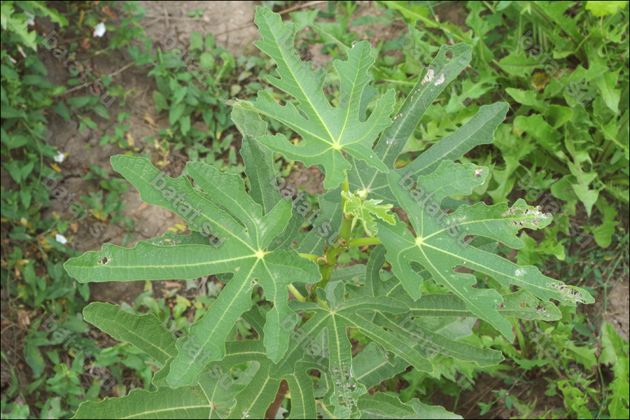 Dalmatie, листья.