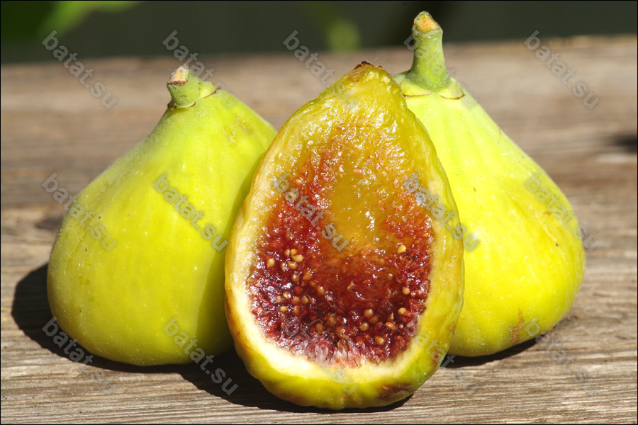 Dalmatie плоды.