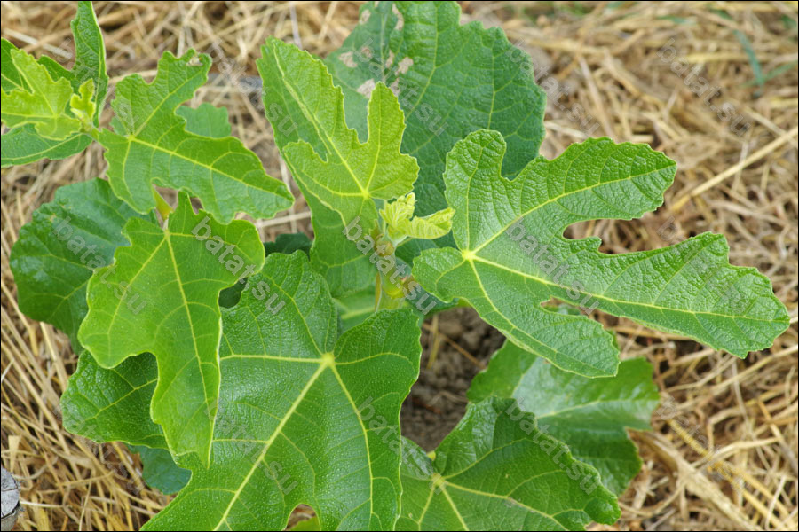 Dauphine, молодой побег.