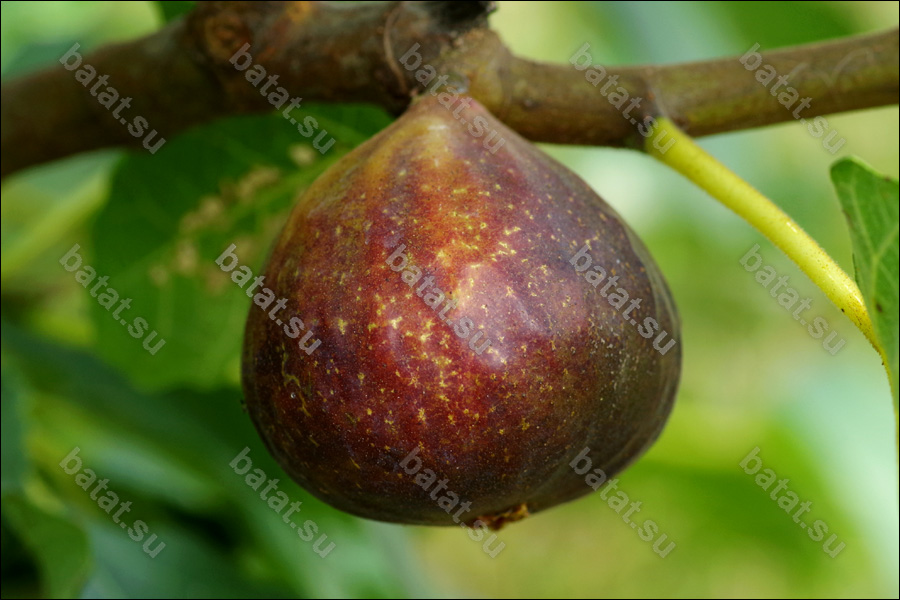 Dauphine, плод на ветке.