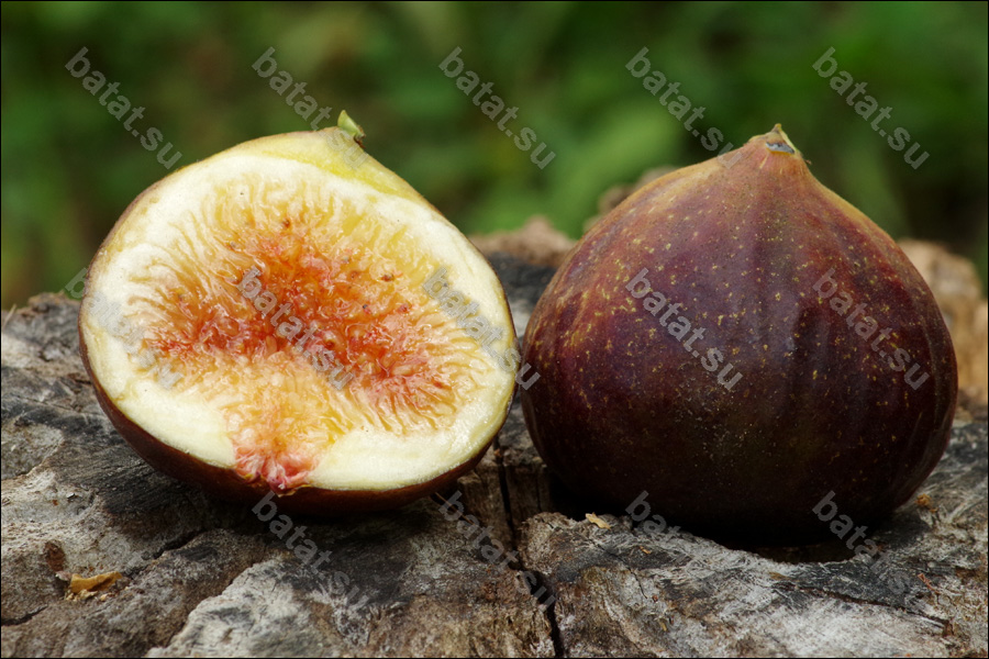 Dauphine, плод в разрезе.