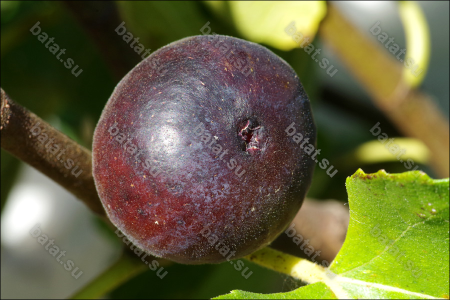 Dauphine, плод на ветке.