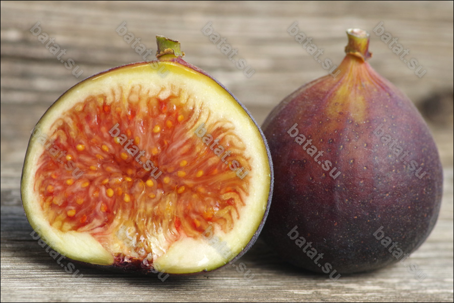 Dauphine, плод в разрезе.