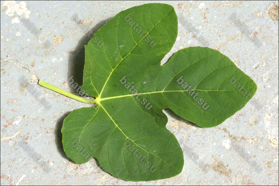 Desert King, лист.