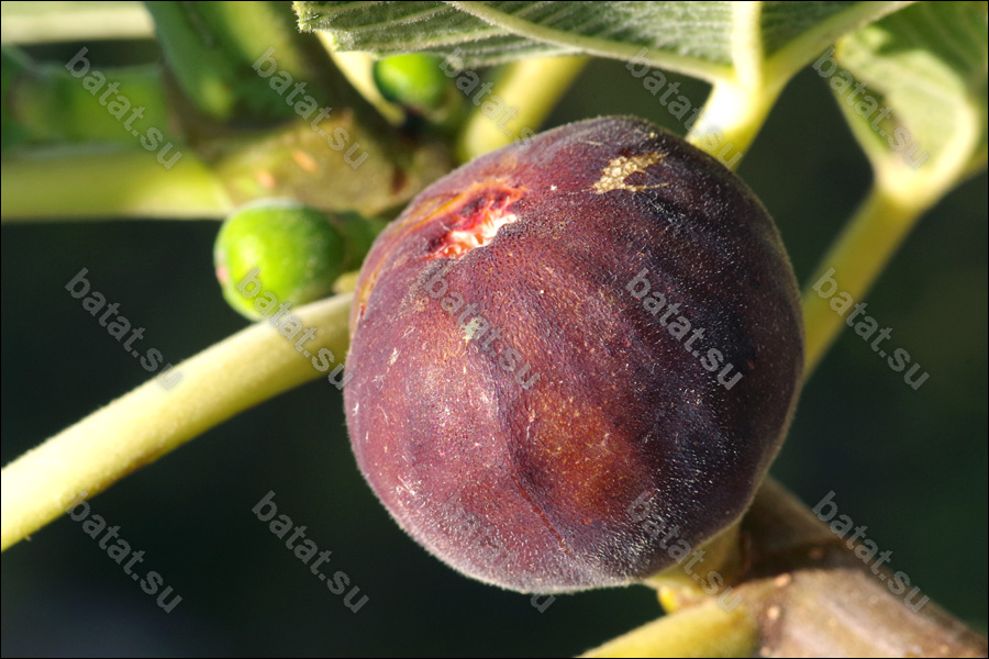 De Tres Esplets, плод.