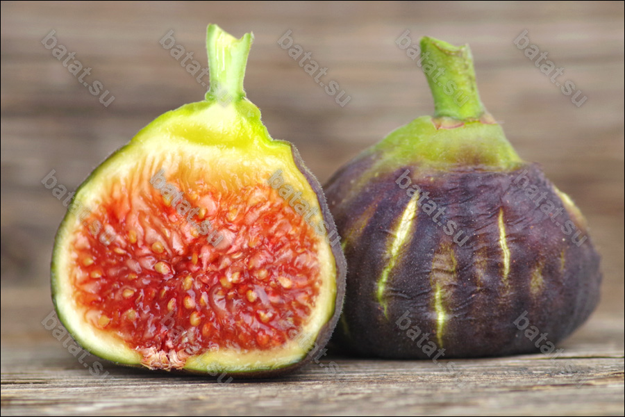 De Tres Esplets, плод в разрезе.