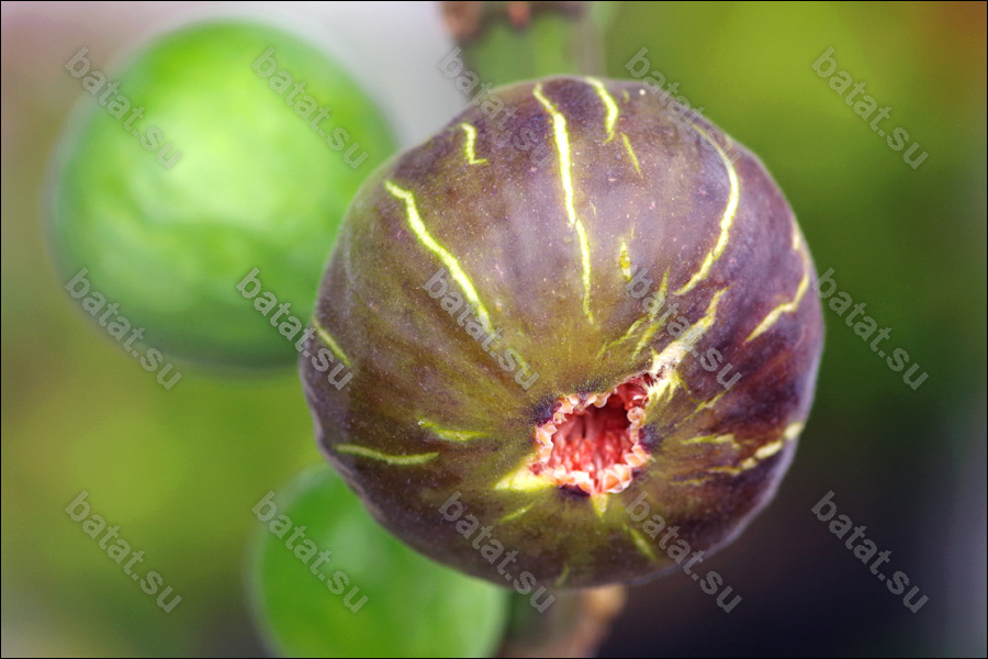 De Tres Esplets, созревающий плод.