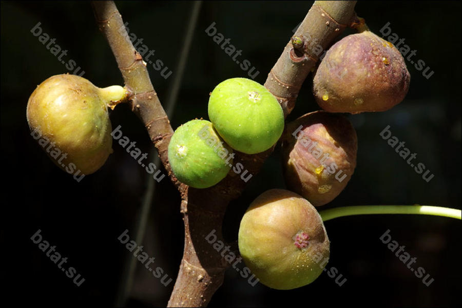 Florea, плоды на ветке.