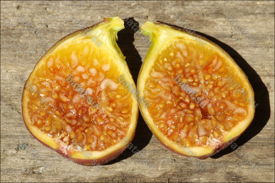 Florea, плод в разрезе.