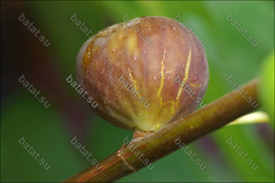 Florea, плод на ветке.