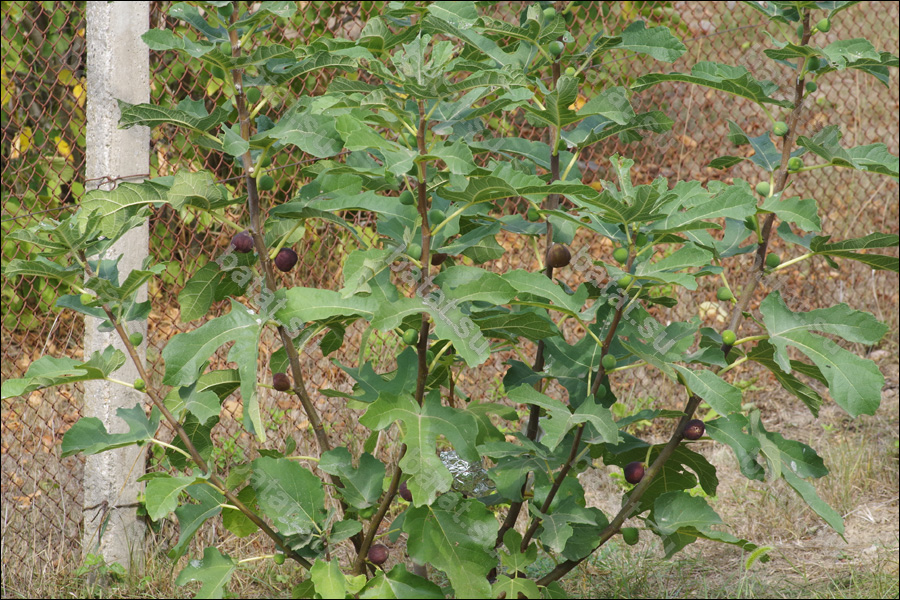 Florea, плодоносящее деревце.