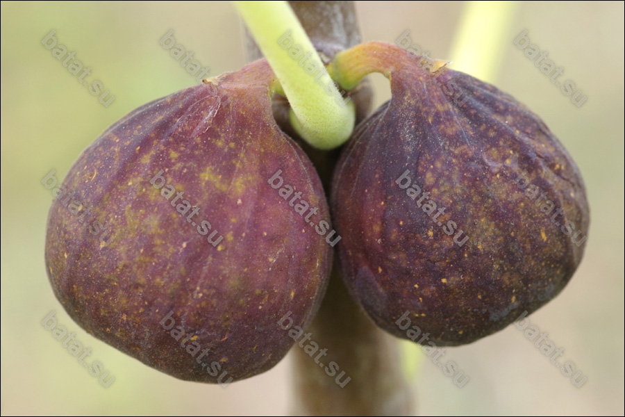 Florea, парные плоды на ветке.