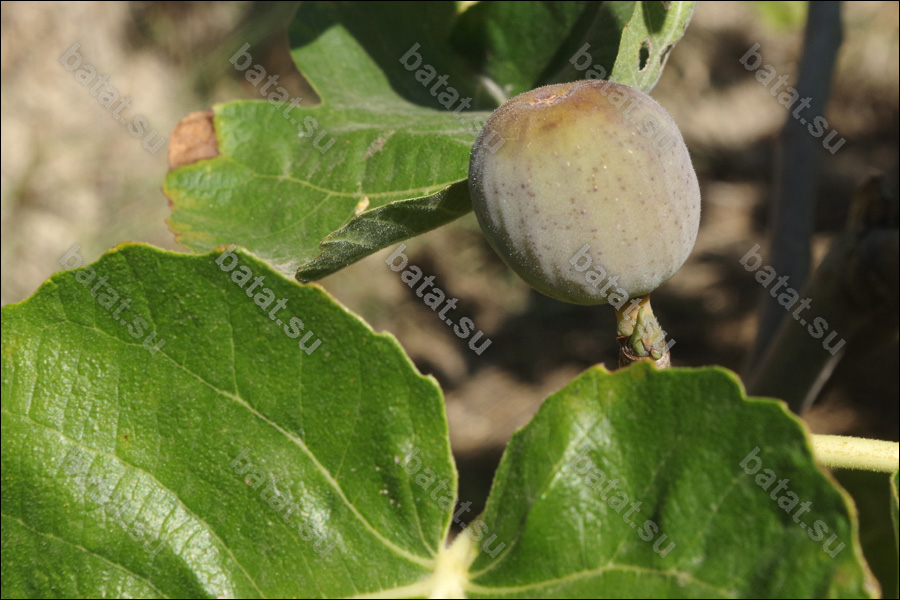 Saint Jean плод на ветке.