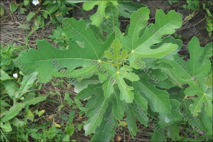 Хаджи, листья.