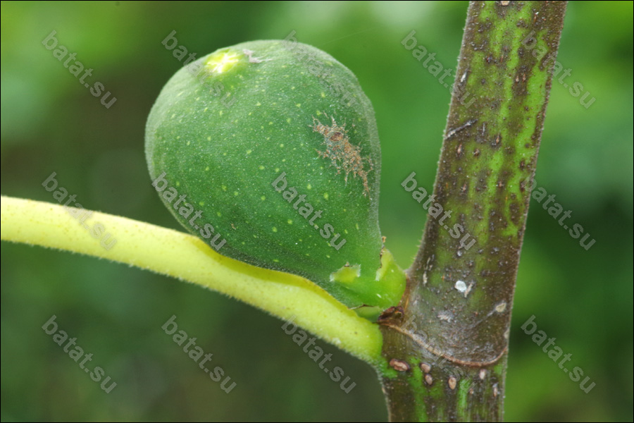 Хаджи, незрелый плод.