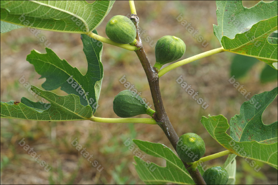 Хаджи, ветка с плодами.