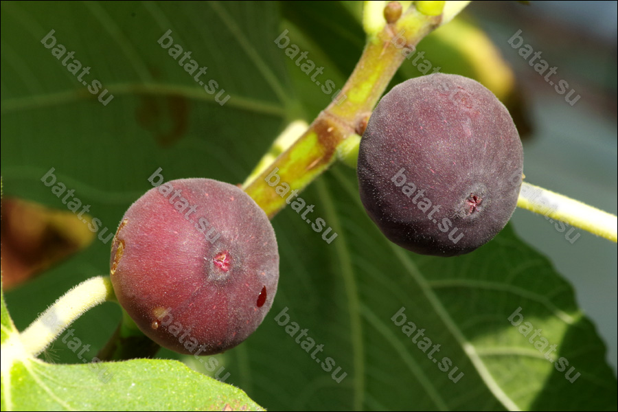 Hardy Chicago, плоды.