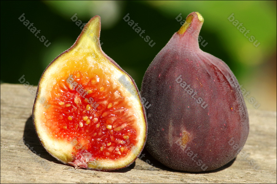 Hardy Chicago, плод в разрезе.