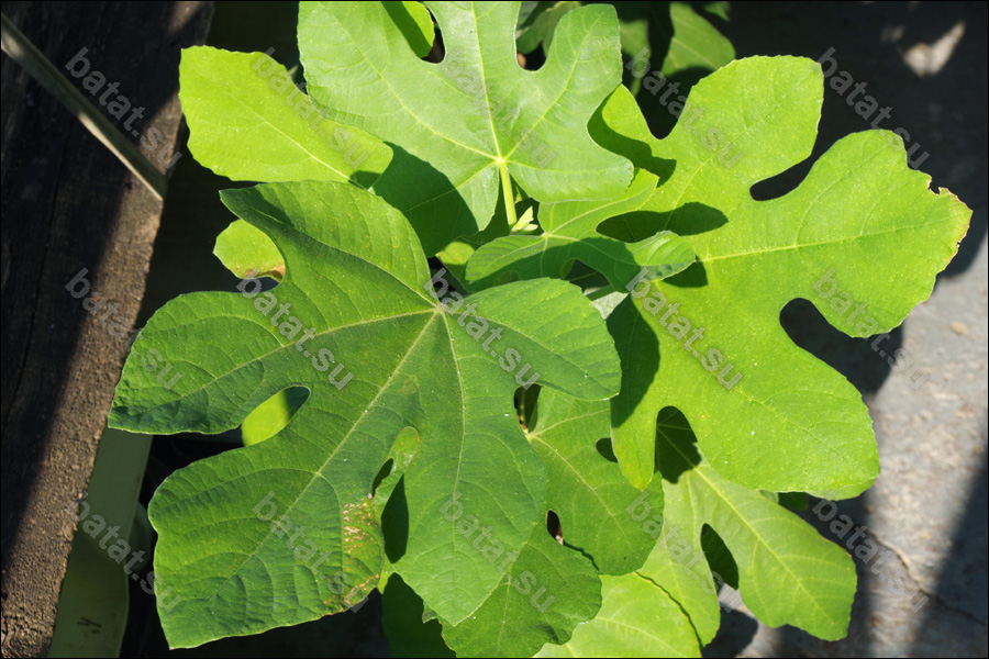 LSU Improved Celeste, листья.