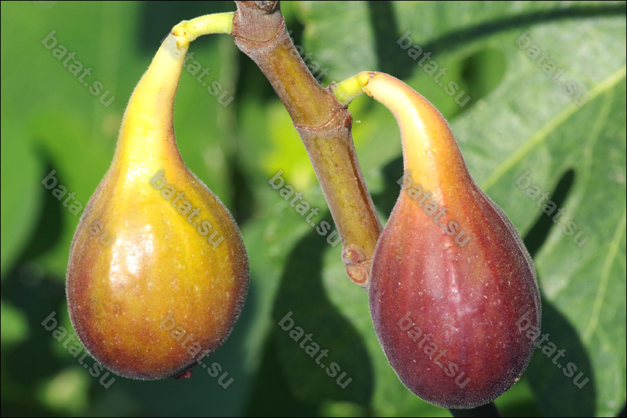 LSU Improved Celeste, созревающие плоды.