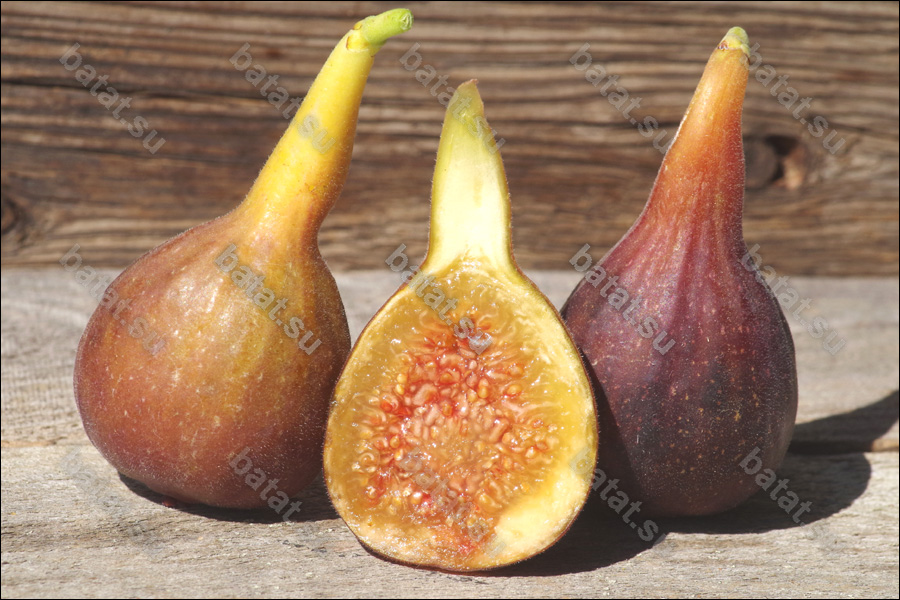 LSU Improved Celeste, плод.