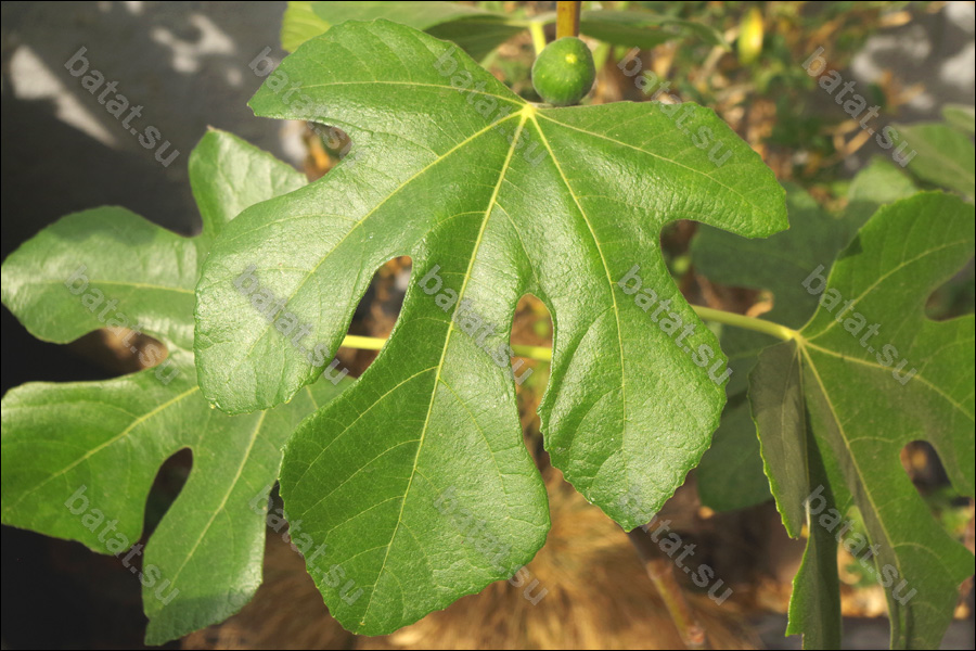 LSU Improved Celeste, листья.