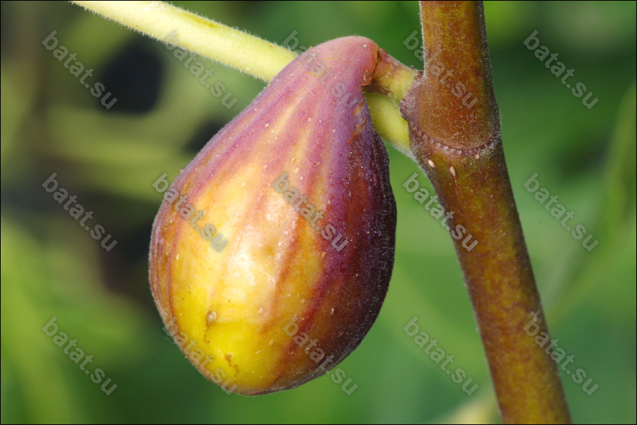 LSU Improved Celeste, созревший плод.