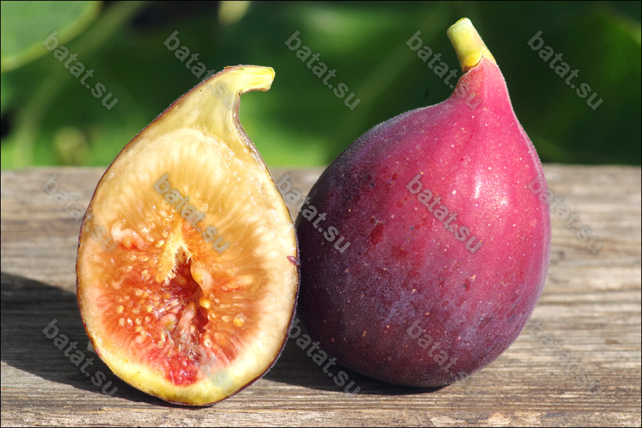 LSU Improved Celeste, плод в разрезе.