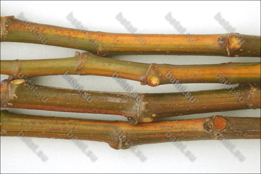 Черенки полосатого инжира