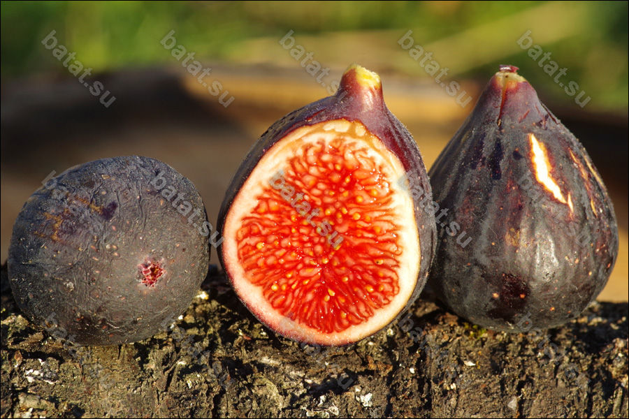 Плоды инжира.