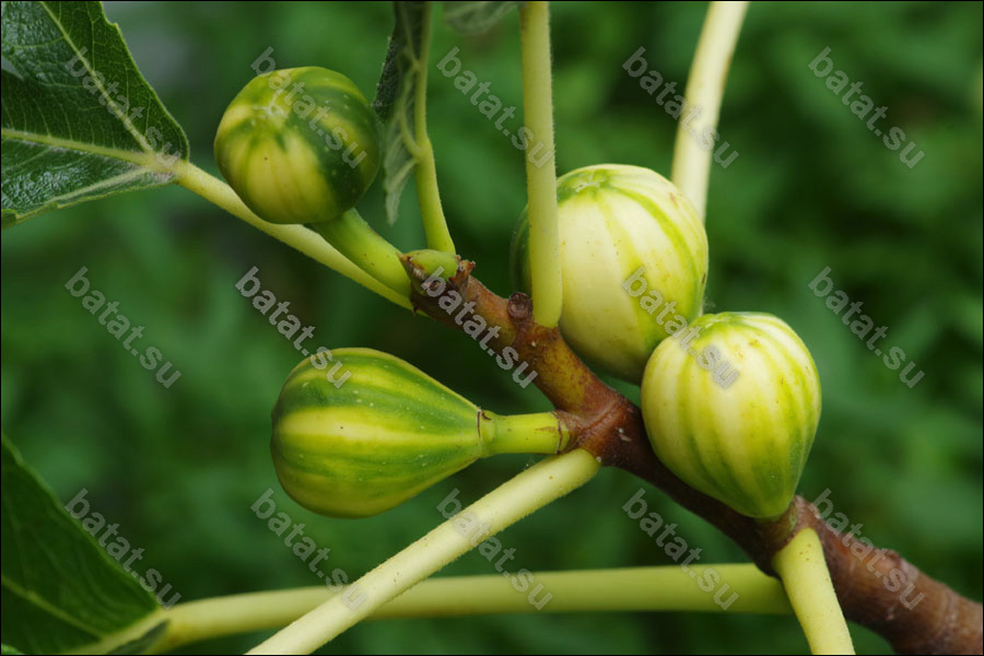 Полосатый инжир